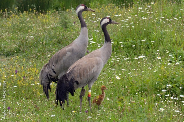 Fototapeta Common Cranes reintroduced on the banks of the River Severn at the Wildfowl and Wetlands Trust Reserve at Slimbridge