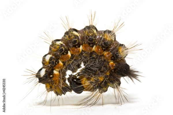 Fototapeta Caterpillar