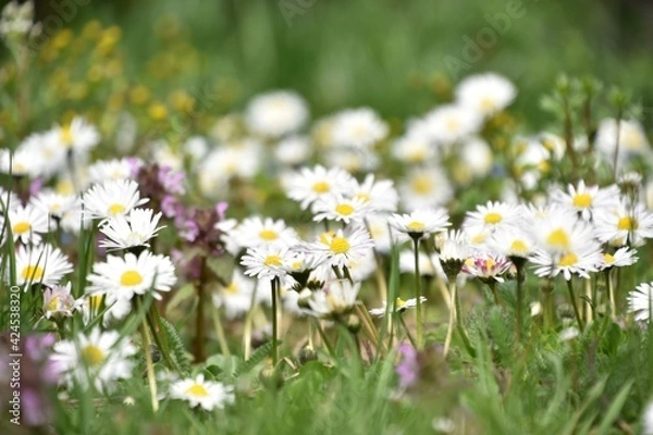 Fototapeta field of daisies