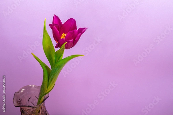 Obraz purple tulip in a vase on purple background