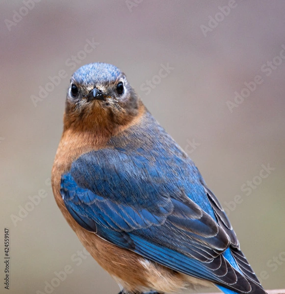 Fototapeta Eastern Bluebird