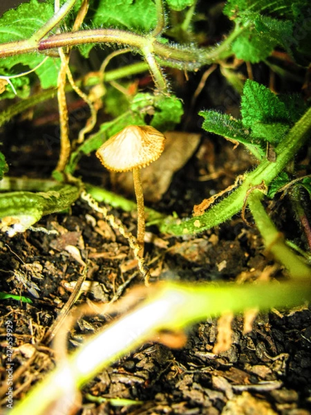 Fototapeta mushroom in the forest