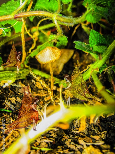 Obraz mushroom in the forest