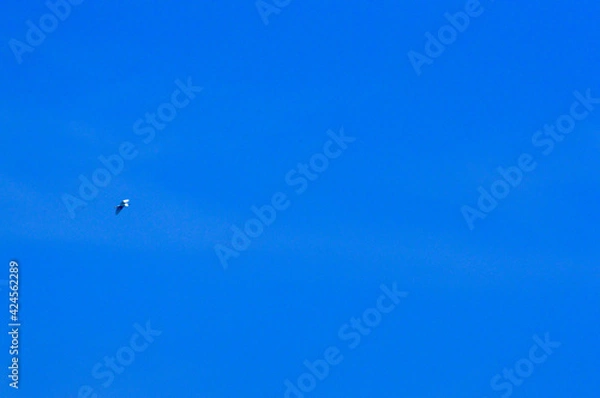 Obraz bird in the sky