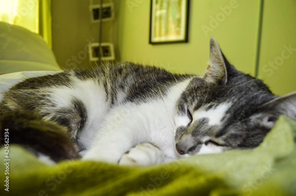 Obraz cat sleeping on the bed