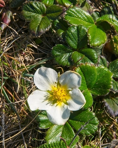 Fototapeta Beach Strawberry flowers are seen growing wild on the California coast on top of a plateau. The waxy green leaves offer a sharp contrast to the soft white petals of the wildflowers.