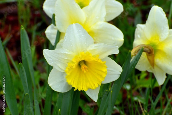 Obraz Flower blooms in the garden.