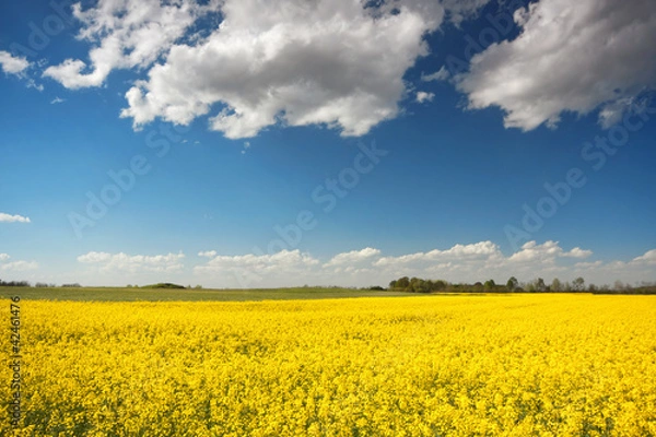 Fototapeta yellow beet field and blue sky