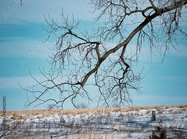 Obraz tree in winter