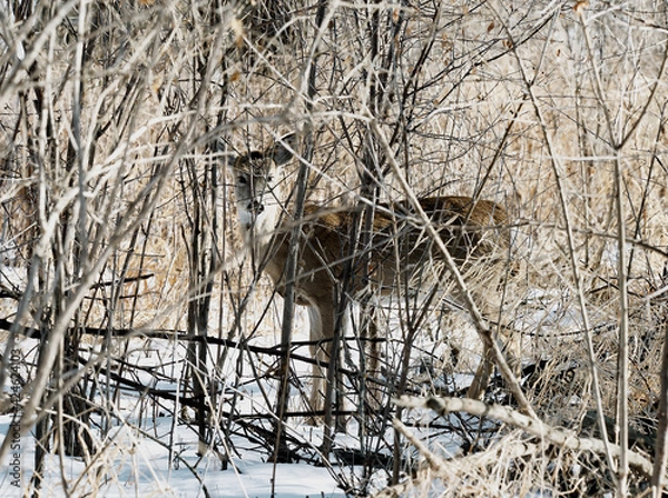 Obraz black backed jackal