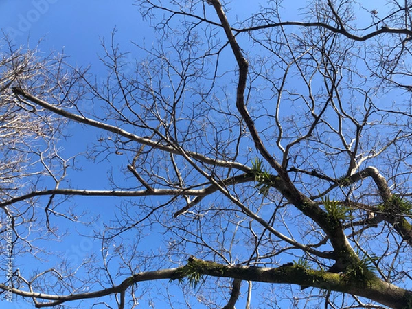 Fototapeta 木の枝