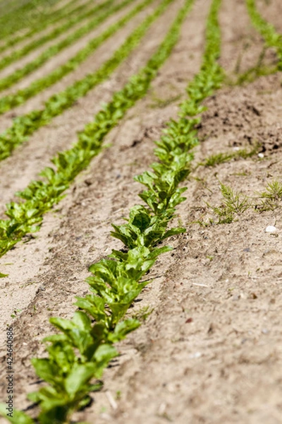 Fototapeta agricultural field where sugar beets