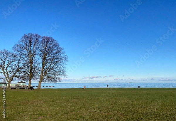 Obraz tree in the field