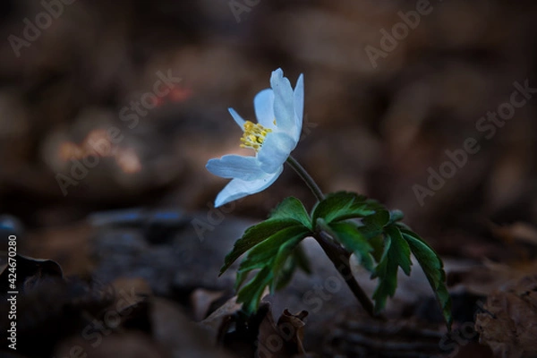 Obraz Buschwindröschen