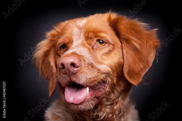 Fototapeta Bretone Portrait Kopf