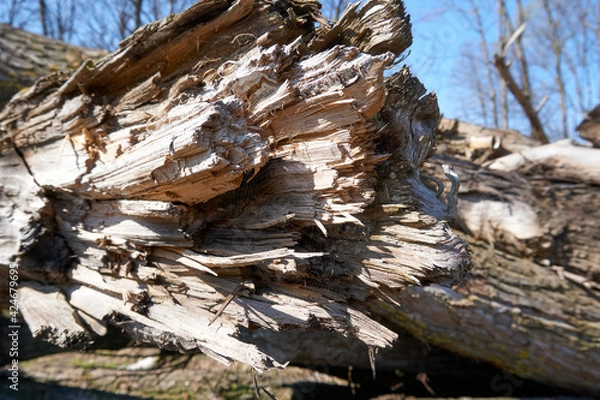 Fototapeta close up of a fallen tree
