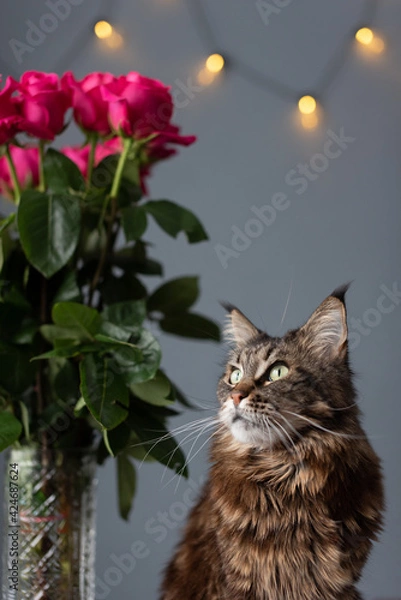 Fototapeta Cat portrait