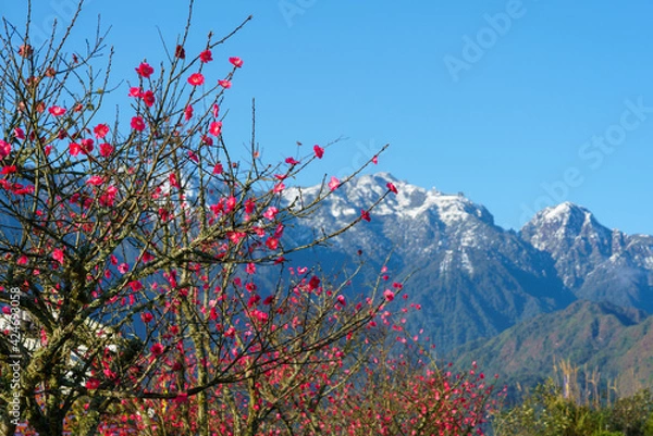 Fototapeta Outdoor maple red leaves with Fansipan mountain on background in Sa Pa, Vietnam