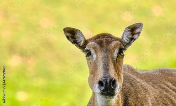 Fototapeta Nilgai