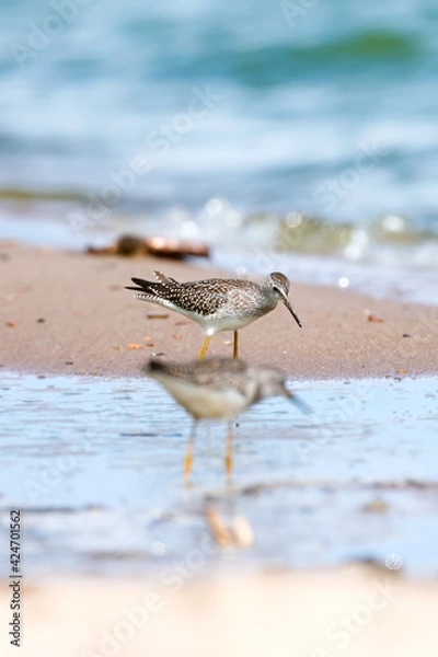 Fototapeta A yellow-legged shorebird on a sandy shore on a bright summer day 