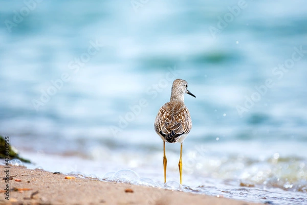 Fototapeta A Lesser Yellow on a sandy shore on a bright summer day 