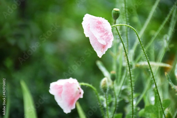 Fototapeta Pink poppies close-up with dew drops. Poppy flower with space for text. Floral background with copyspace.