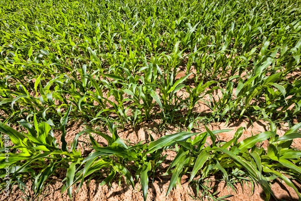 Obraz real organic corn field