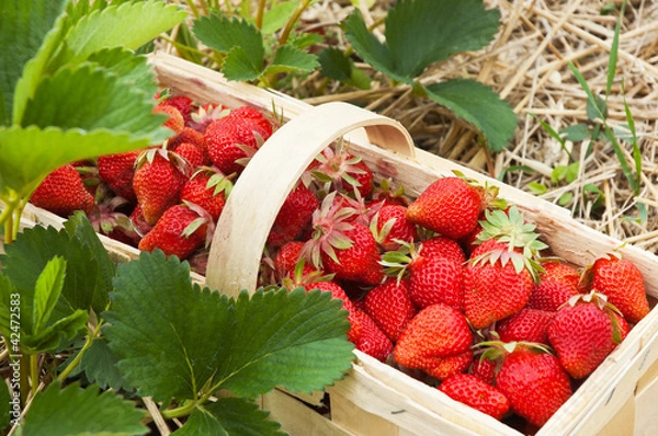 Obraz Erdbeeren pflücken