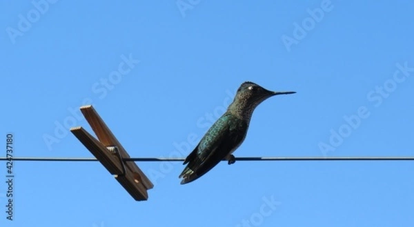 Obraz bird on clothesline 