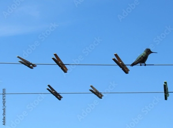Obraz little bird on clothesline