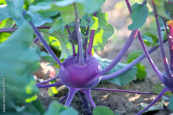 Obraz Kohlrabi.