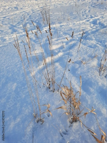 Obraz snow covered branches