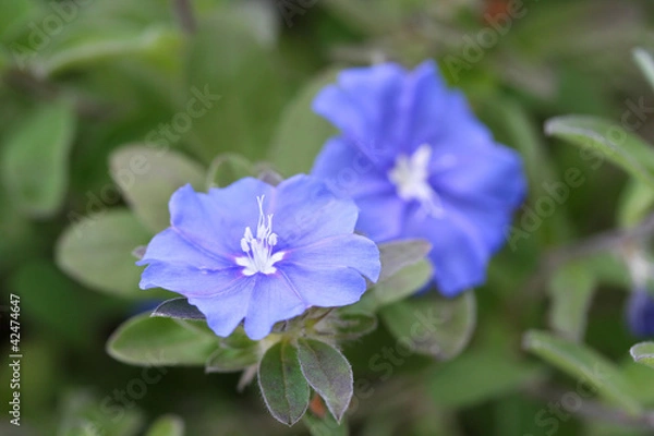 Fototapeta Evolvulus