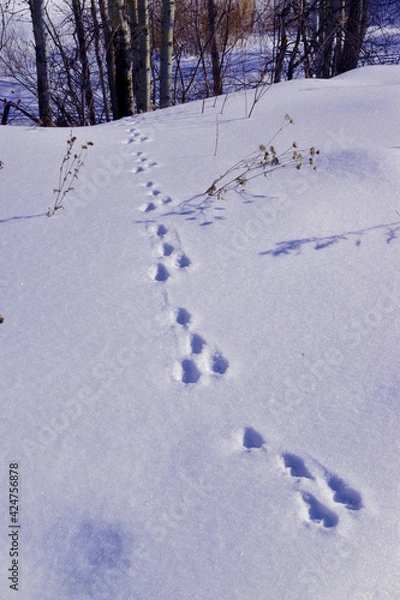 Fototapeta Hare footprints in the snow