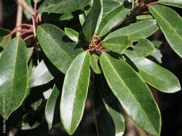 Obraz ヒメユズリハ