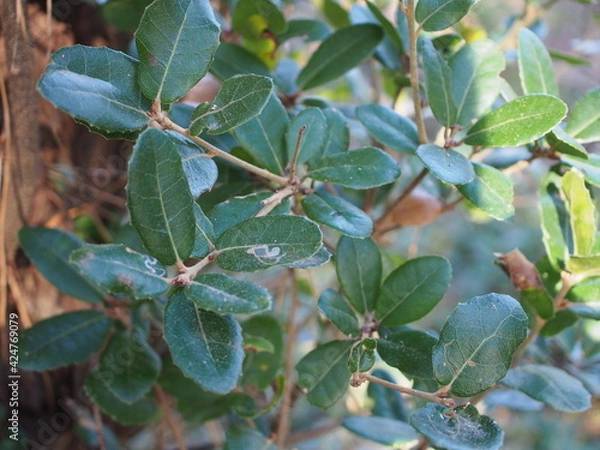 Fototapeta ウバメガシ