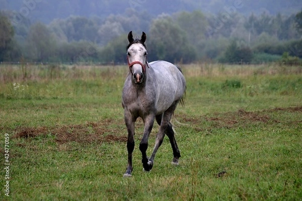 Obraz horse