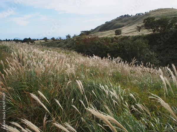 Obraz 東伊豆　細野高原