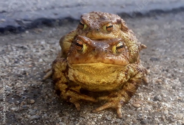 Obraz frogs
