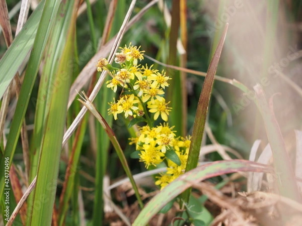 Obraz アキノキリンソウ