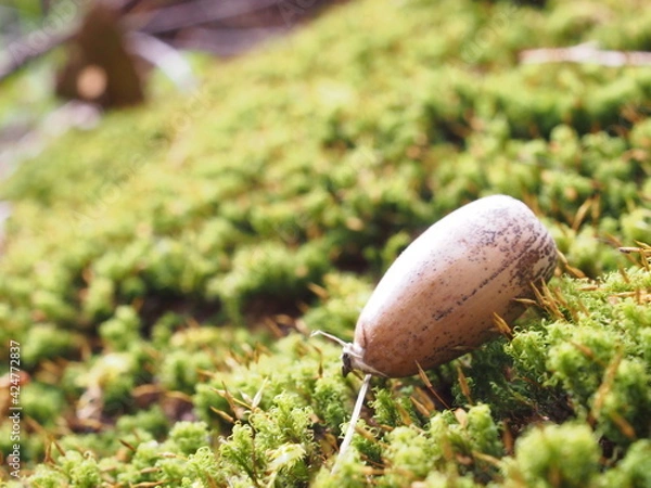 Obraz どんぐりと苔