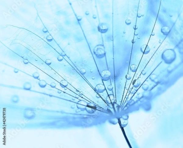 Obraz dandelion seed with drops