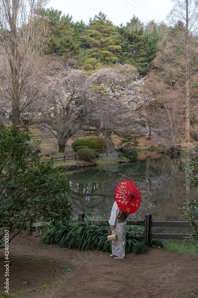 Fototapeta 日本の桜と着物を着た女性