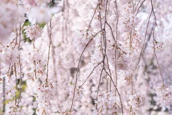 Obraz 日本の枝垂れ桜