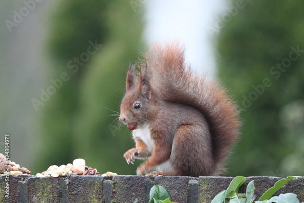 Obraz squirrel eating nut