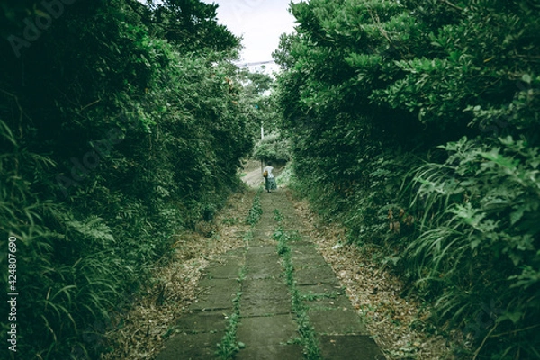 Obraz A path in a forest