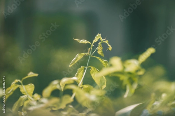 Obraz A leaf in a ambiguous mood