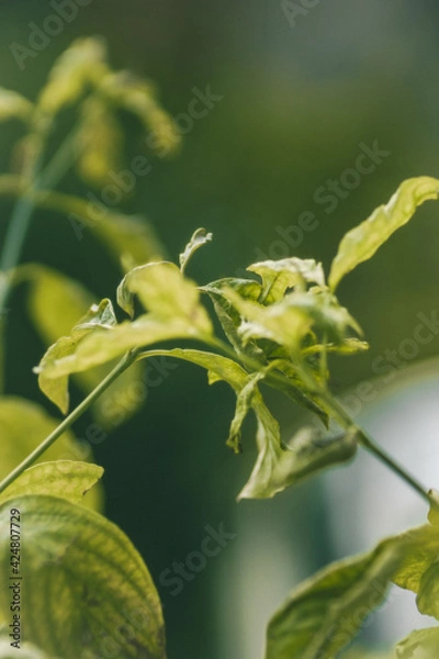 Obraz A leaf with a raindrop