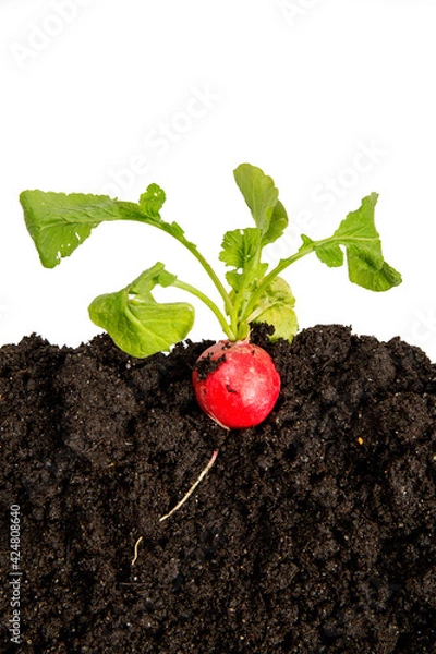 Fototapeta Radieschen im Erdreich