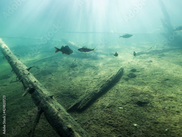 Fototapeta Underwater view of sunken trees and fish in forest lake